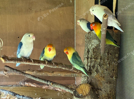 Baby lovebirds