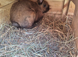 2 rabbits and hutch