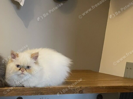 Persian girls for sale 2.5 years old.