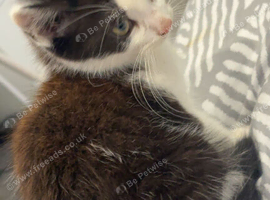 10 week old kitten