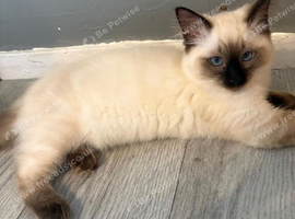Ragdoll to be rehomed