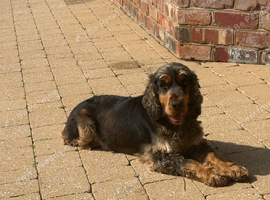3 year old girl sable show cocker spaniel for sale