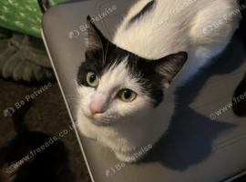Kittens availble