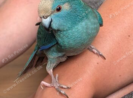 Kakariki Parrot for sale