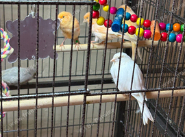 Good quality canaries