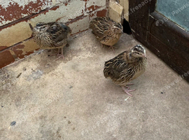 male and female quails