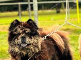 4 year old girl merle chow