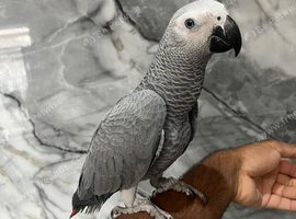 Baby Friendly HandReared Super Tame Cuddly African Grey Parrot,5