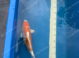 Koi for sale