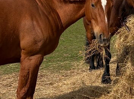 Chestnut mare