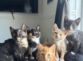LAST 2 gorgeous kittens for sale