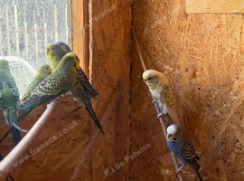 Budgies- aviary birds for sale