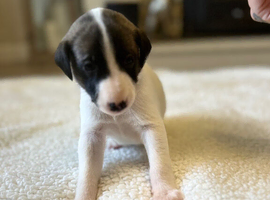 Stunning whippet pupies