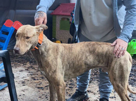 bull greyhound 11months old