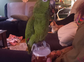 Approx 2 years old Amazon yellow crown parrot