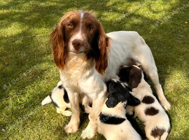 K C English sprinter we  have 2 males left