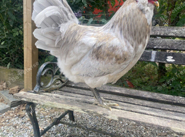 Lavender Araucana