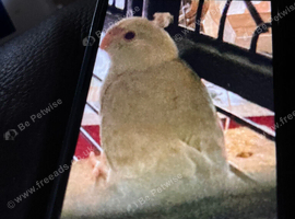 Kakariki babies  ready for new homes Now