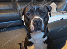 Staffy cross