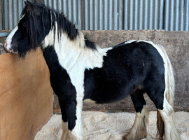 12.1 hh