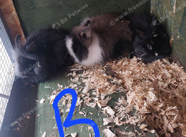 Baby lionheads rabbit all boys