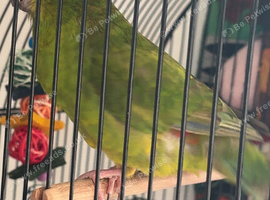 Female kakariki for trade