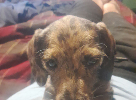 Miniature dacshund