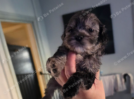 Beautiful shihpoo puppies looking for there forever homes