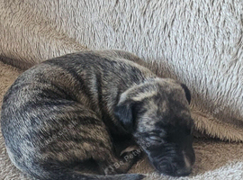 **LAST TWO** KC Health and Heart tested whippets
