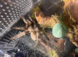 Female Trinidad chevron / p Cambridgei
