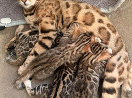 Stunning Bengal Kittens. TICA Registered. 2 Boys and  2 Girls available