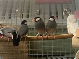 Stunning Java Sparrows available