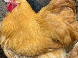 Buff orpington hatching eggs chicken beautiful parents