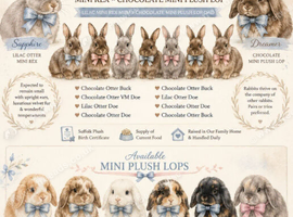 Mini Plush Purebred Lops