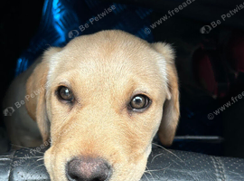 5 month old beautiful lab looking for her  new family