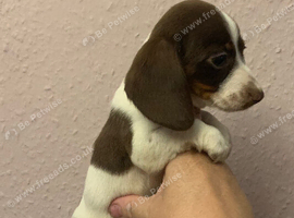 Ready now! Piebald miniature dachshund girl pup.