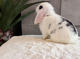 Beautiful Mini Lop babies