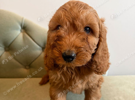 Adorable Cavapoo puppies