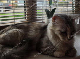 Ragdoll X