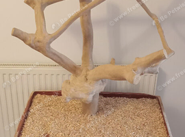 Java parrot play stand.