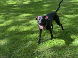 Looking to rehome my Staffy X Whippet Hartlepool collection.