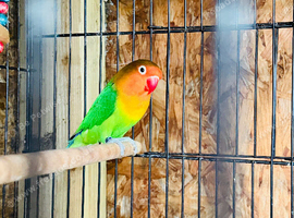 Lovely bird