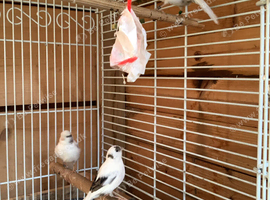3 canaries, + cage.