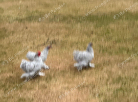 Trio of Lavender Pekin Bantams