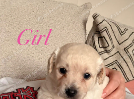Shipooh puppies