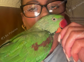 Male 2 year old tame