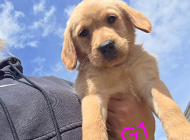 Ready Now Gorgeous Goldador Puppies