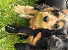 Beautiful Show Type Cocker Spaniel Puppies - Ready Now!
