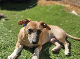 Lurcher x terrier