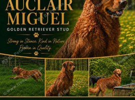 Golden retriever stud
